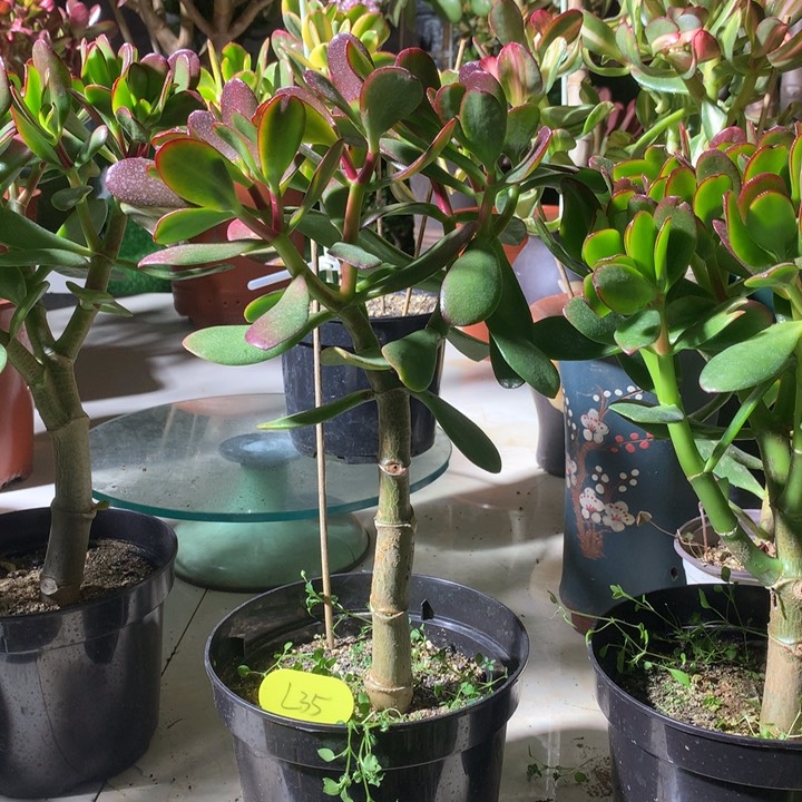 L***JL35紫叶脱土发货