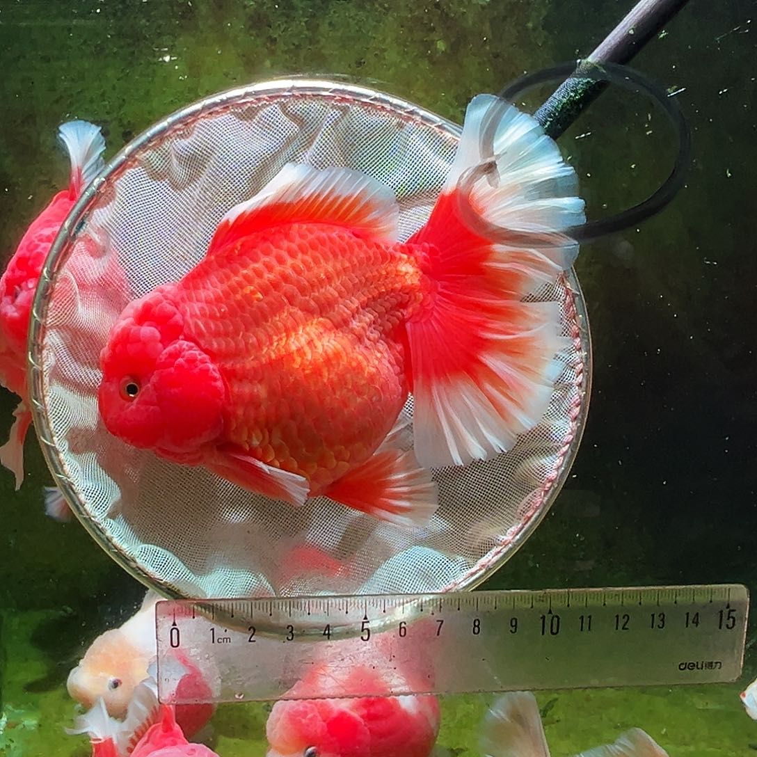 金鱼冷水金鱼百褶泰狮