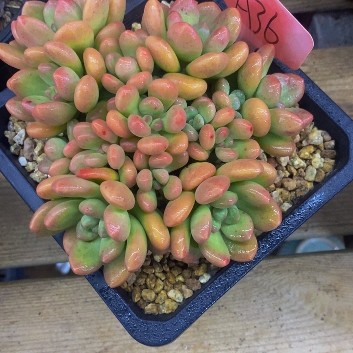 在家闲不住吗笑吐