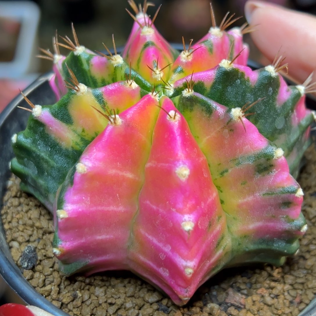 泰系米哈锦，带盆土发货