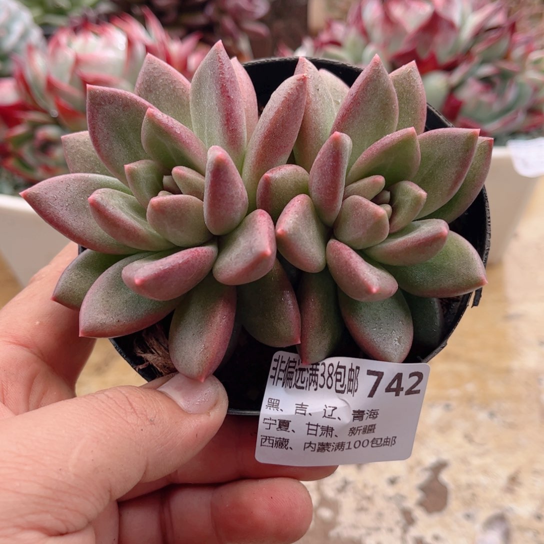 742迷雾泡泡德华多肉