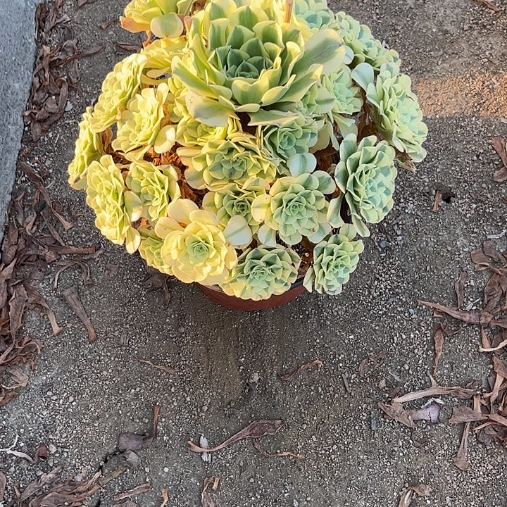 多肉植物绿豆沙锦……