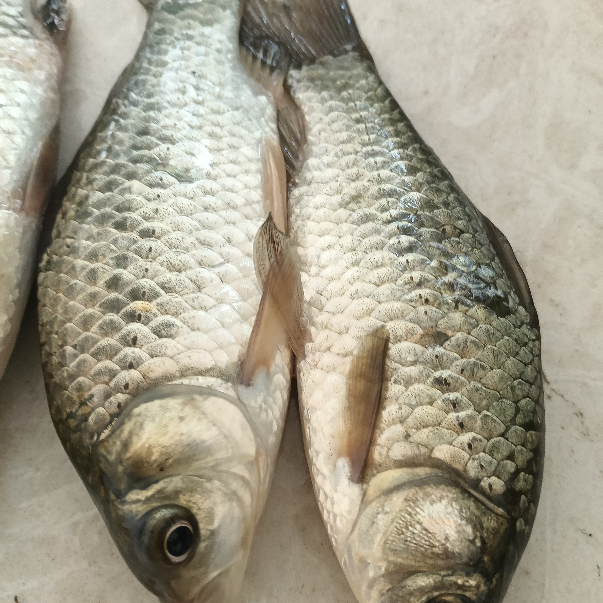 马踏湖淡水本地土鲫鱼
