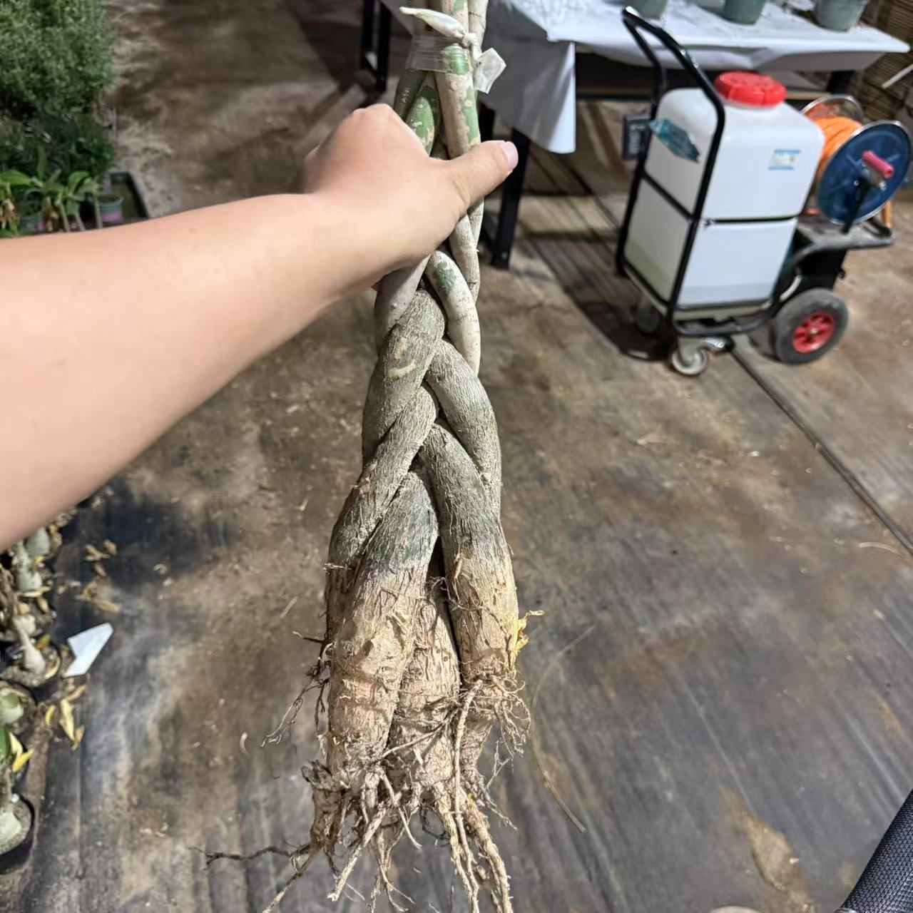 【编织发财树】发财树裸根老桩盆栽好养绿植/4编左右