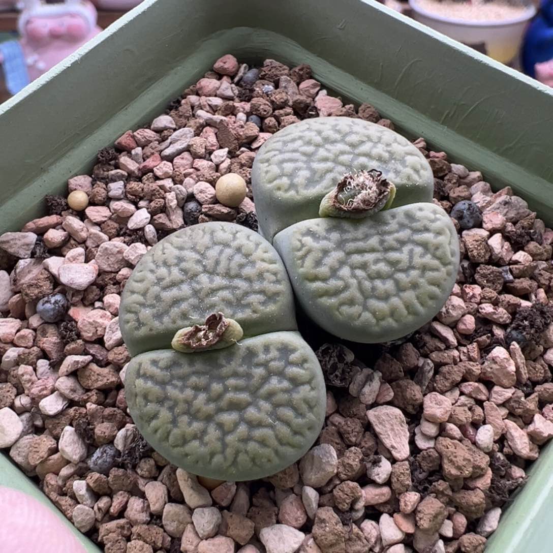 432。柏实花园多肉植物