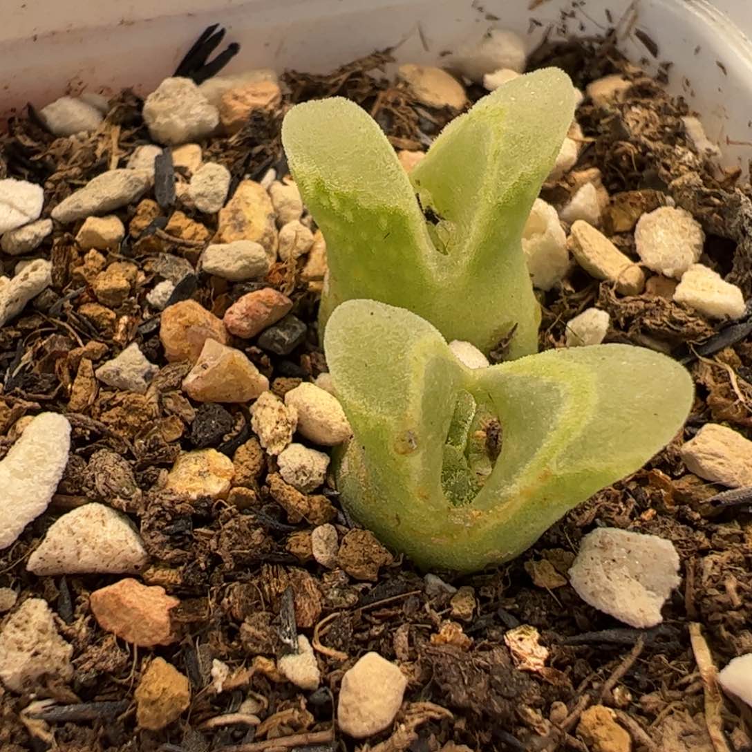 536多肉植物百科