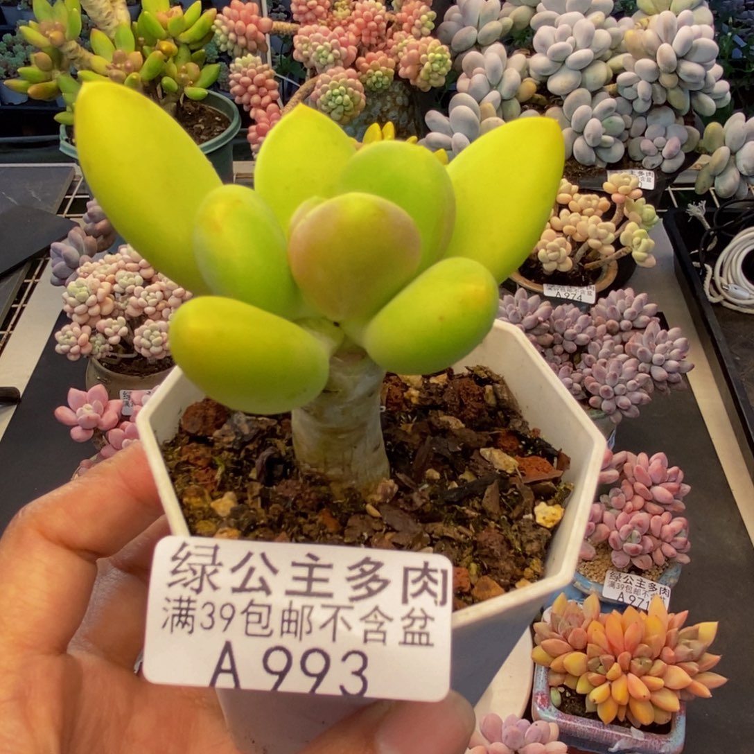 993芒果奶多肉6c m