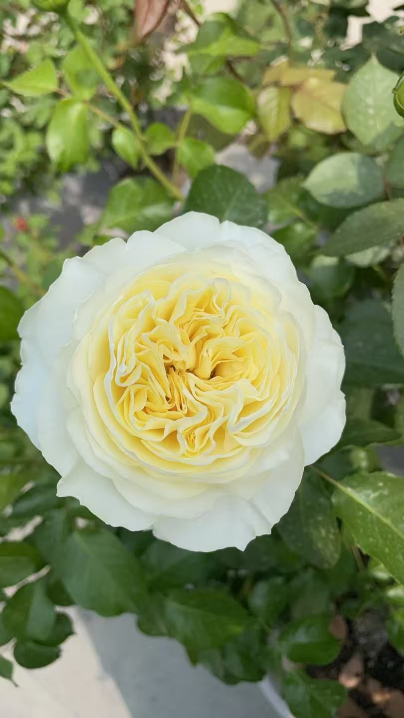 K 现接裸根苗 无售后