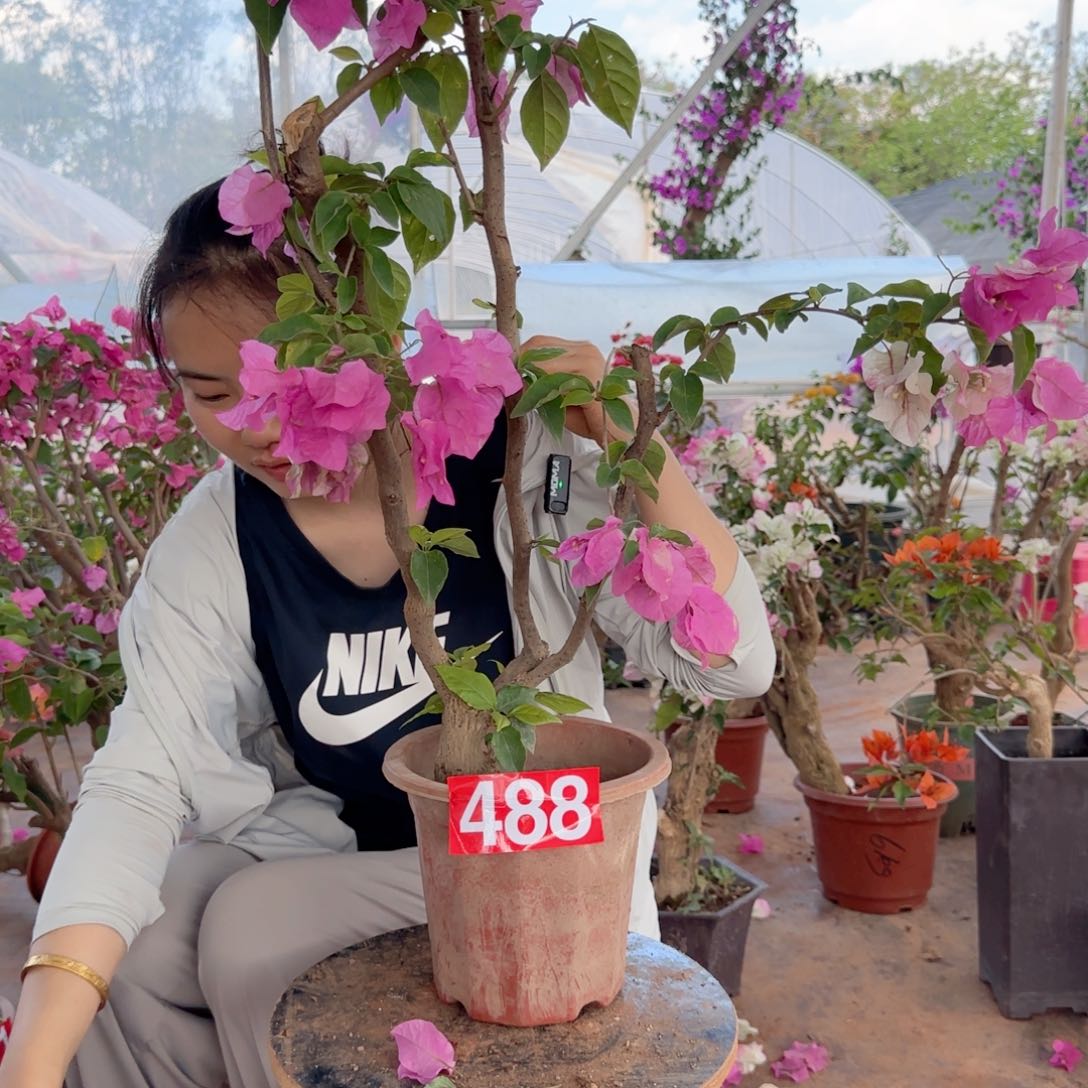 大部分花苞少量开放