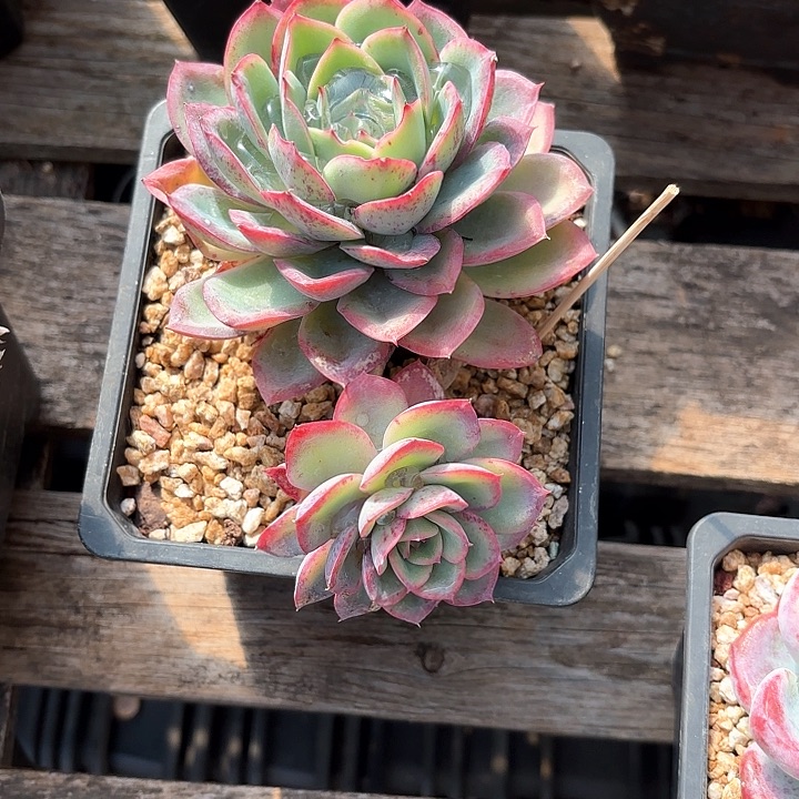 多肉植物，晨露一颗