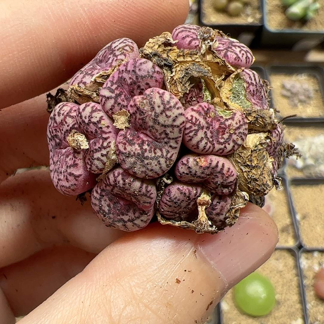 【闪购商品】52 开播福利