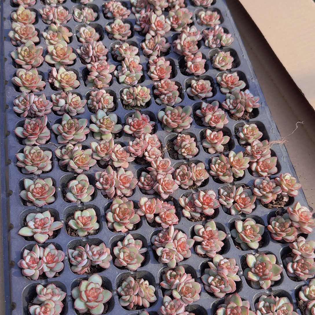 肉酱玫瑰105颗带拖地