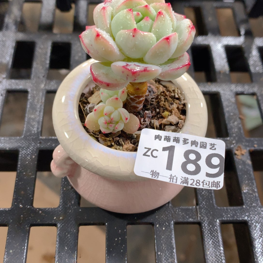 肉萌萌拇指盆精控多肉ZC189