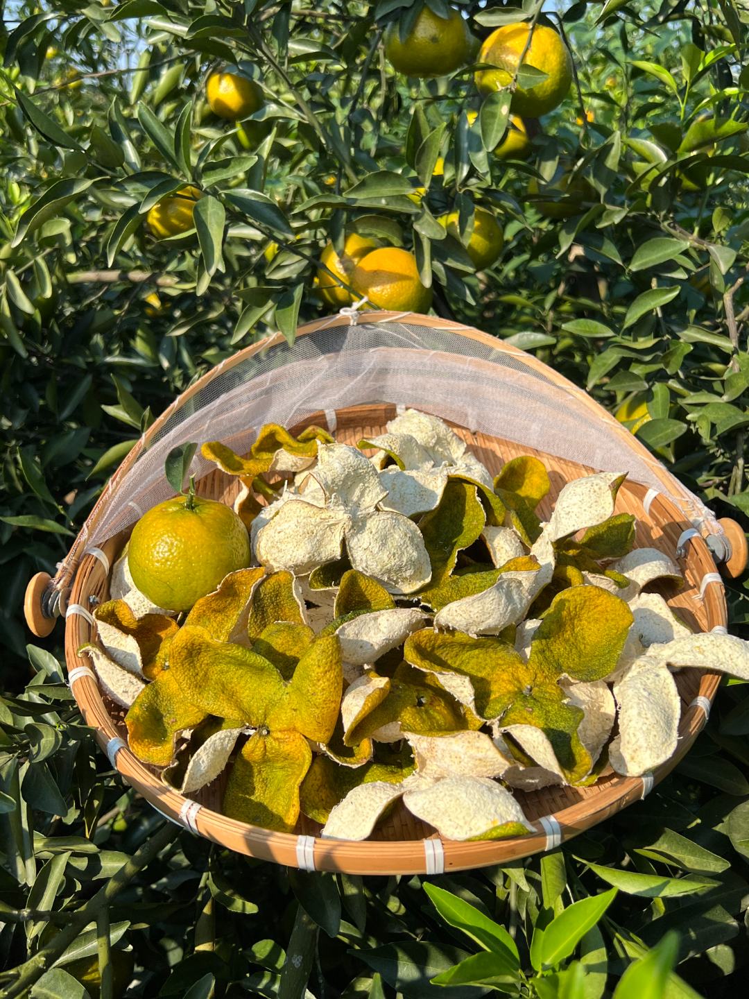 2025年正宗新会原枝柑8年老树二红皮