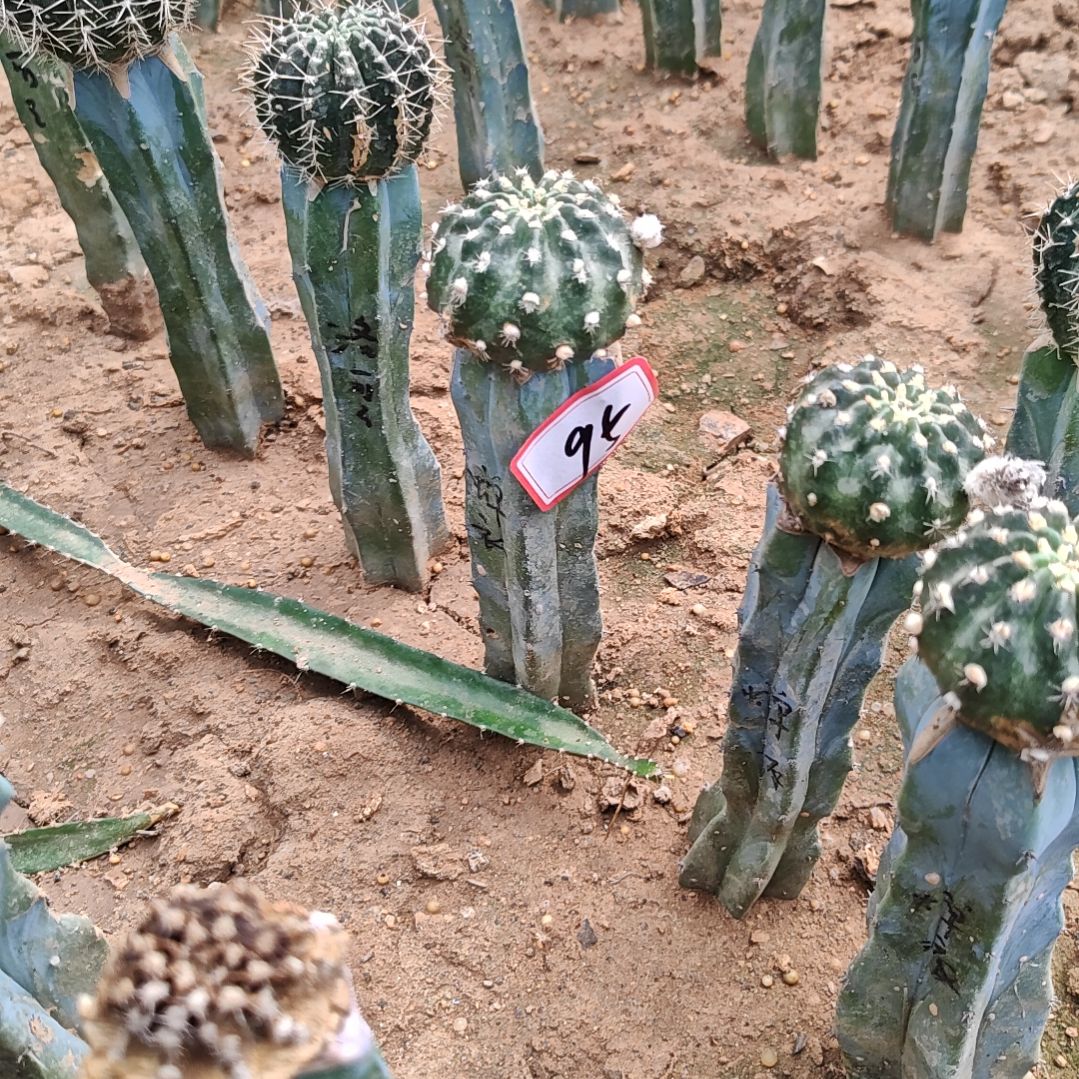 丽花蝉衣龙神木嫁接福