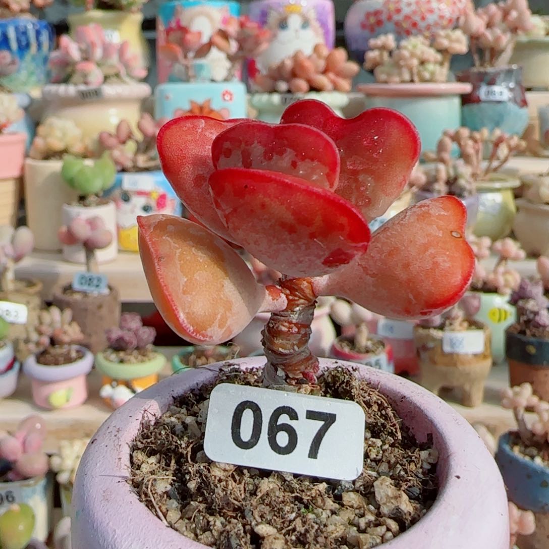 推荐 爱心 皮实好养