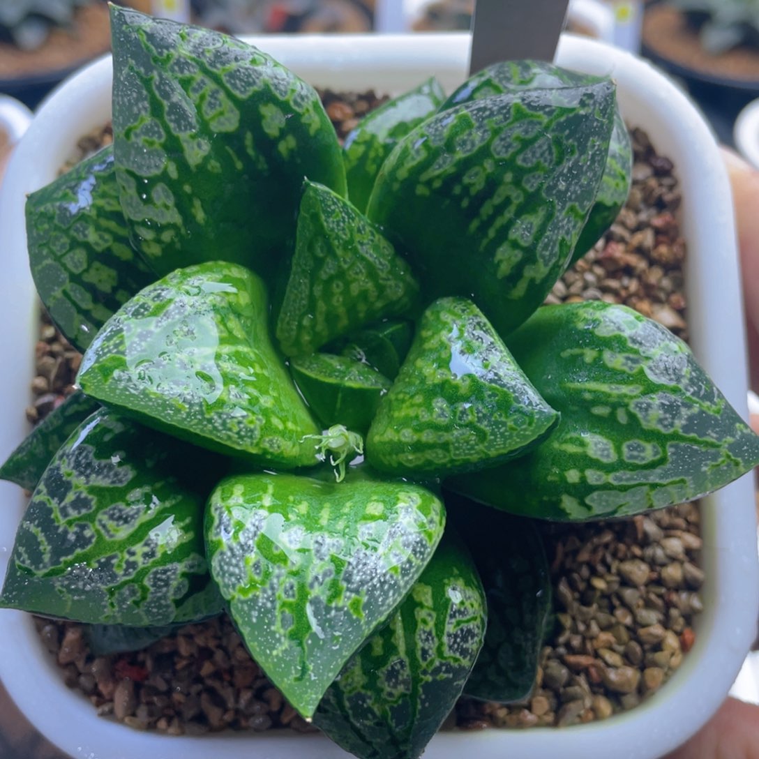 20.十二卷多肉假面舞会寿。   