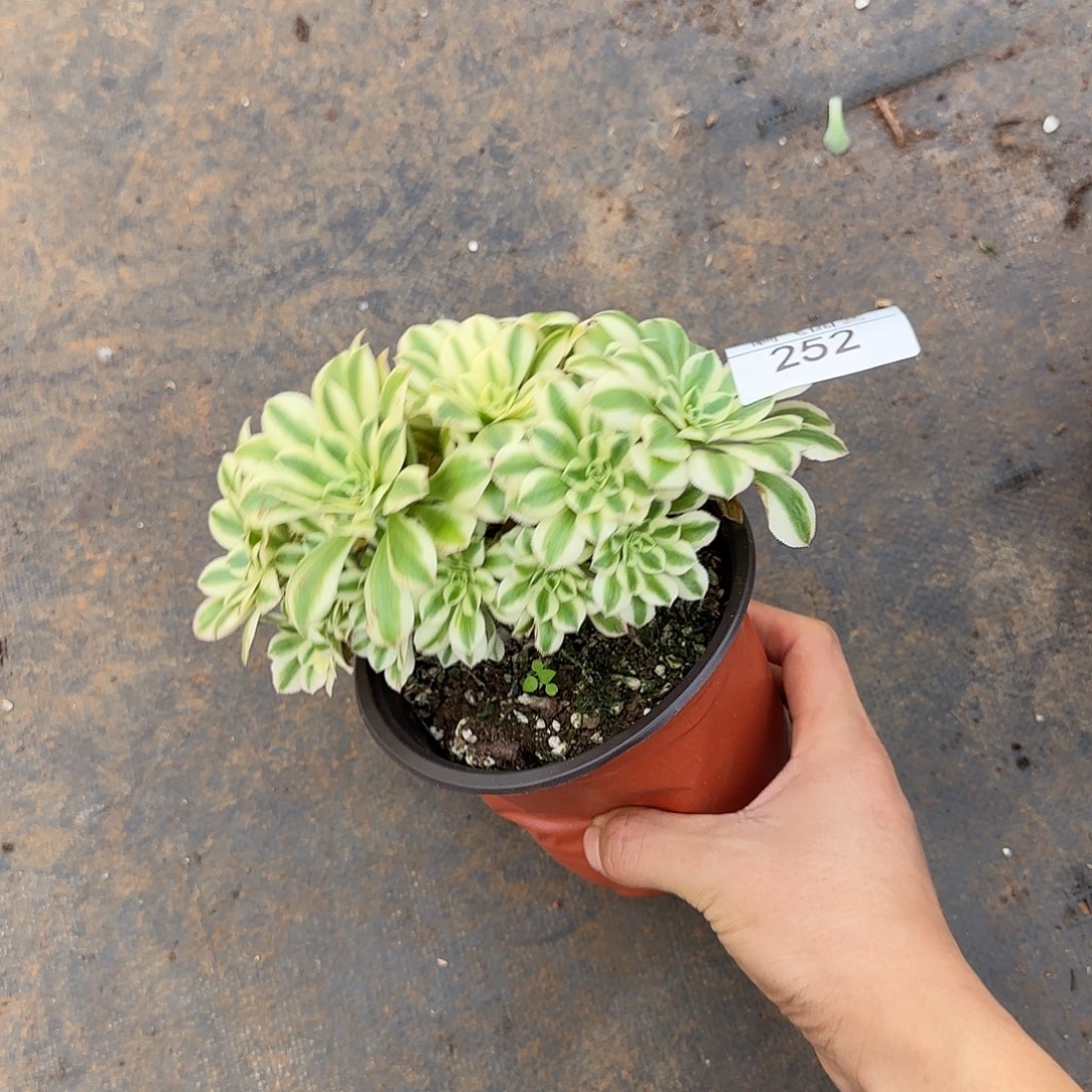 252多肉 迈巴赫缀 福利 带盆发