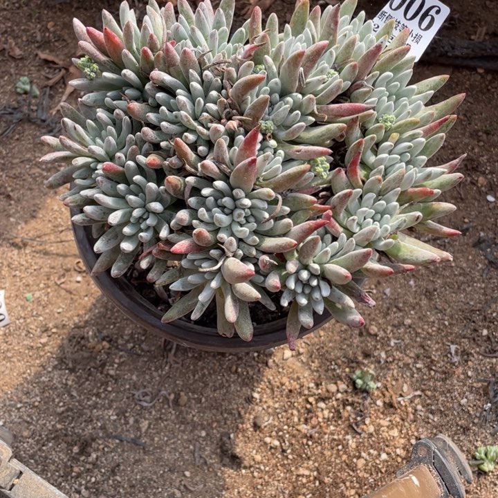 6号雪花多肉植物