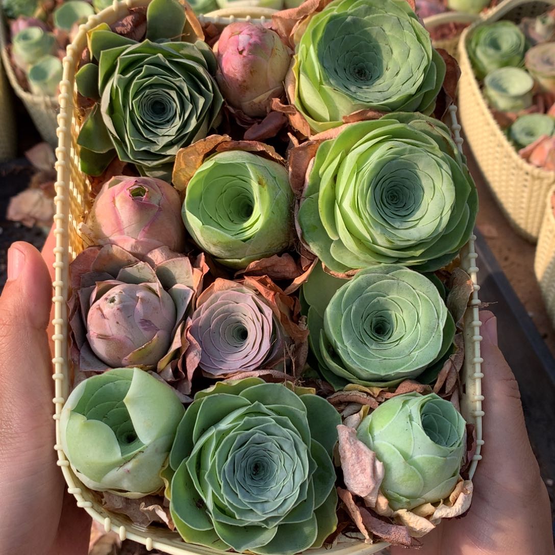 一篮新手套餐山地玫瑰量拍