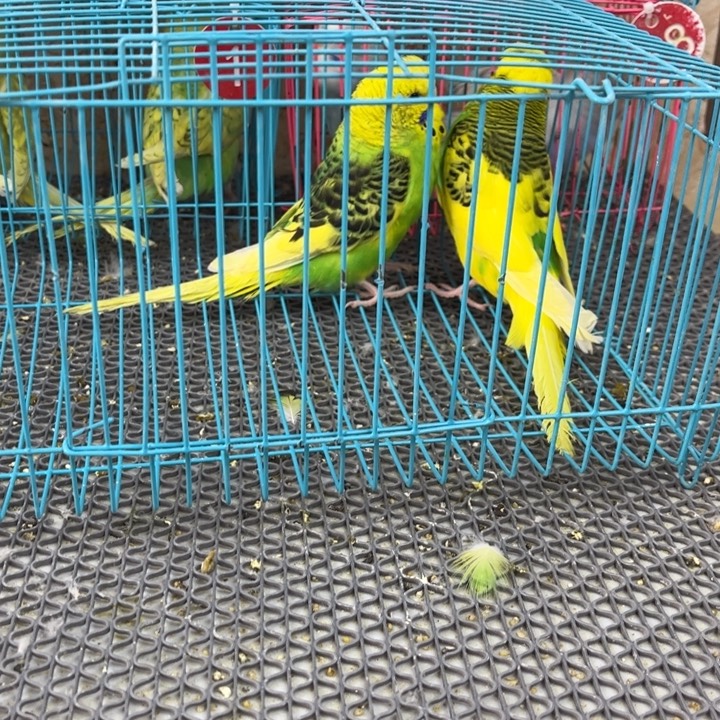 星***缘虎皮鹦鹉虎皮鹦鹉