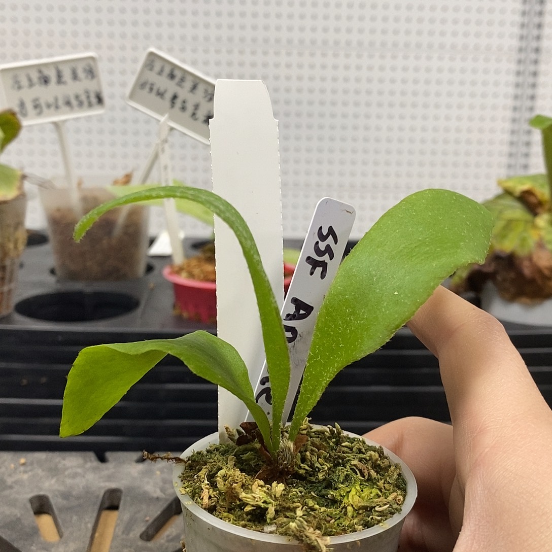 无花朵千手观音鹿角蕨