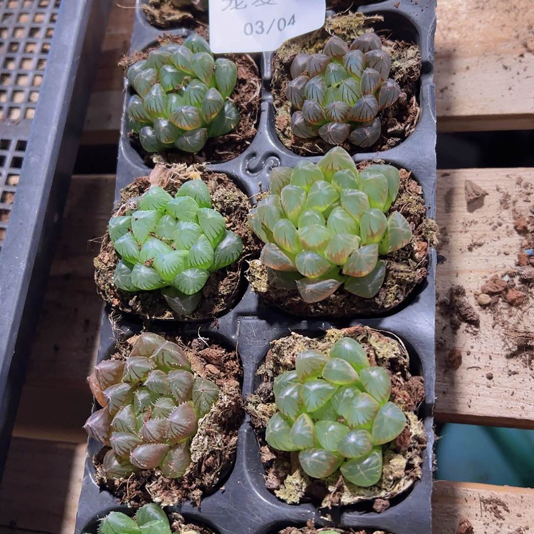 直播福利一物一拍156