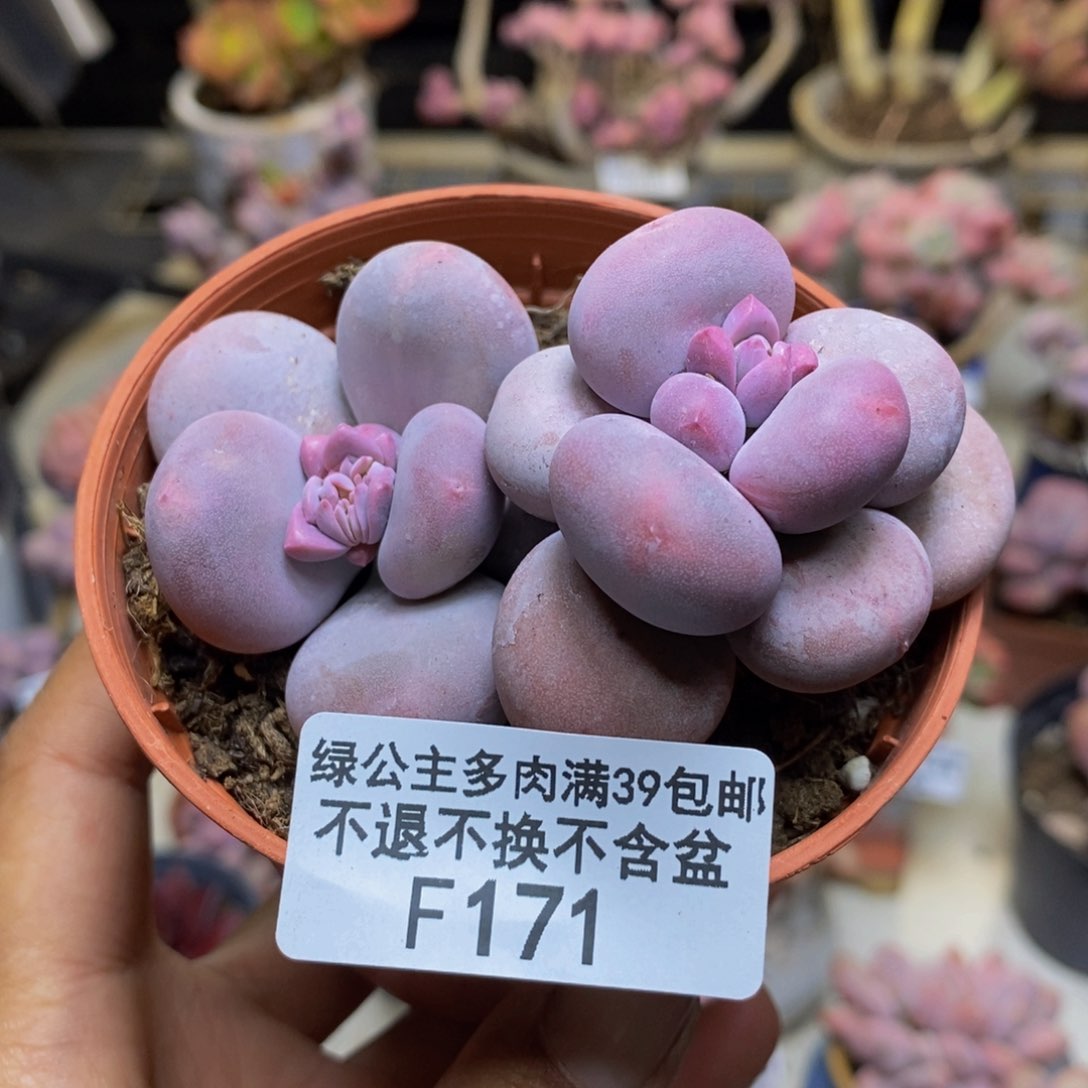 171大叶奶多肉7c m