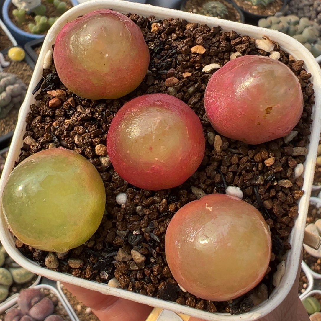 5年5棵灯泡母本带盆