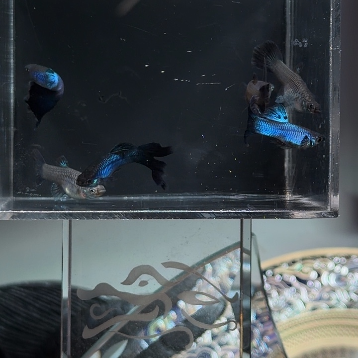 孔雀鱼新家蓝亚成3对破损尾巴