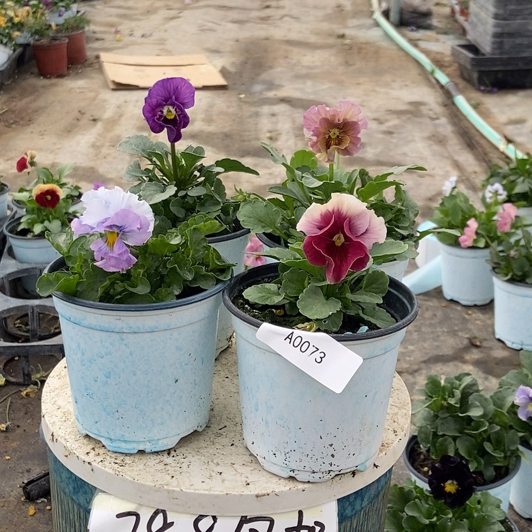 大部分花苞少量开放73