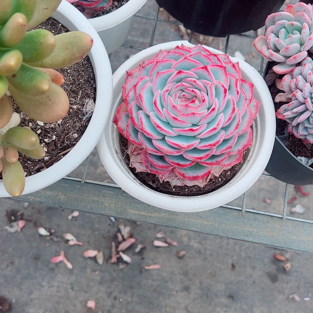 侧影大单头精品特价