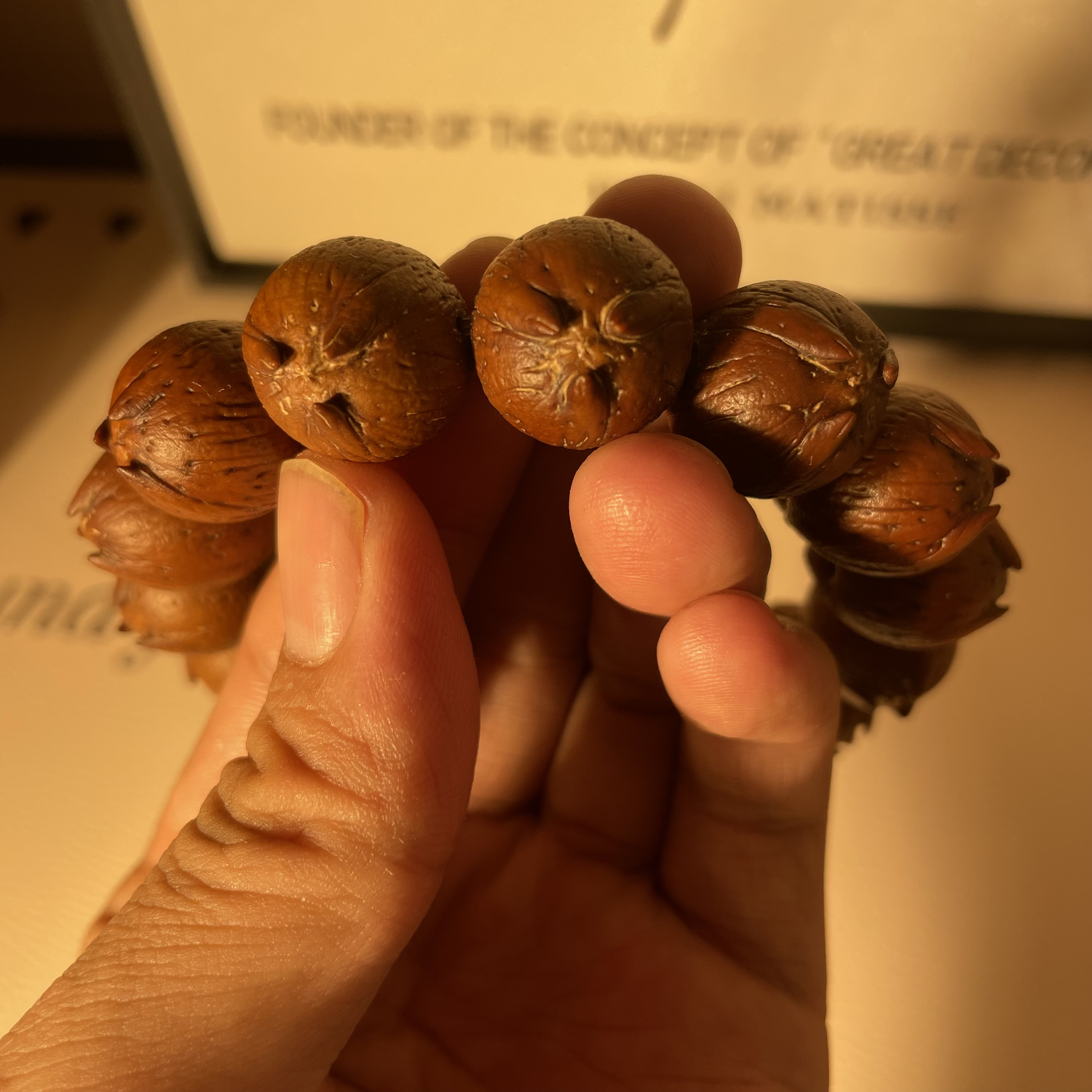 18尺寸原皮大猫紫金鼠高油高密原生态