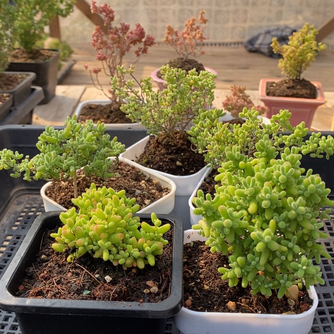 枝干蜜桔糖球来咯261