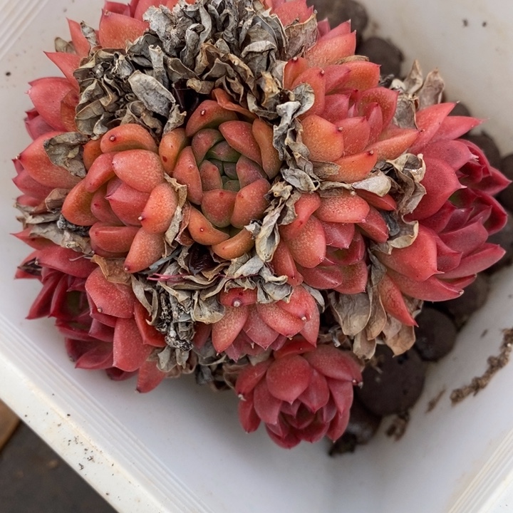 0021杂交老桩基地～9厘米