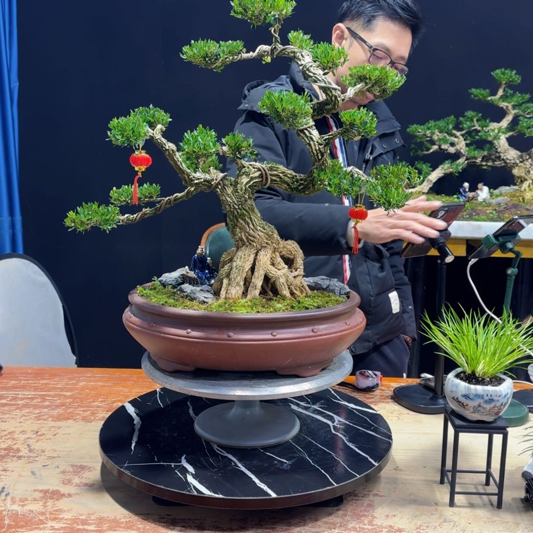 黄杨室内室外盆景艺术