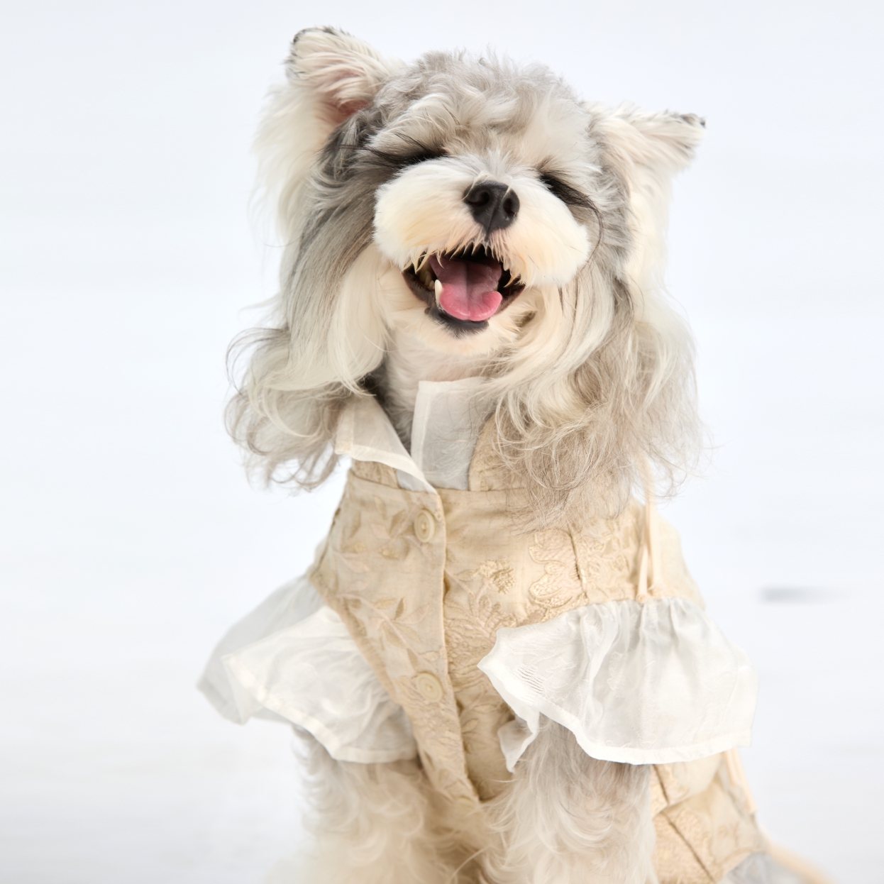 限量款【新中式国风刺绣】立体刺绣狗狗服装猫裙子标体小体超小体