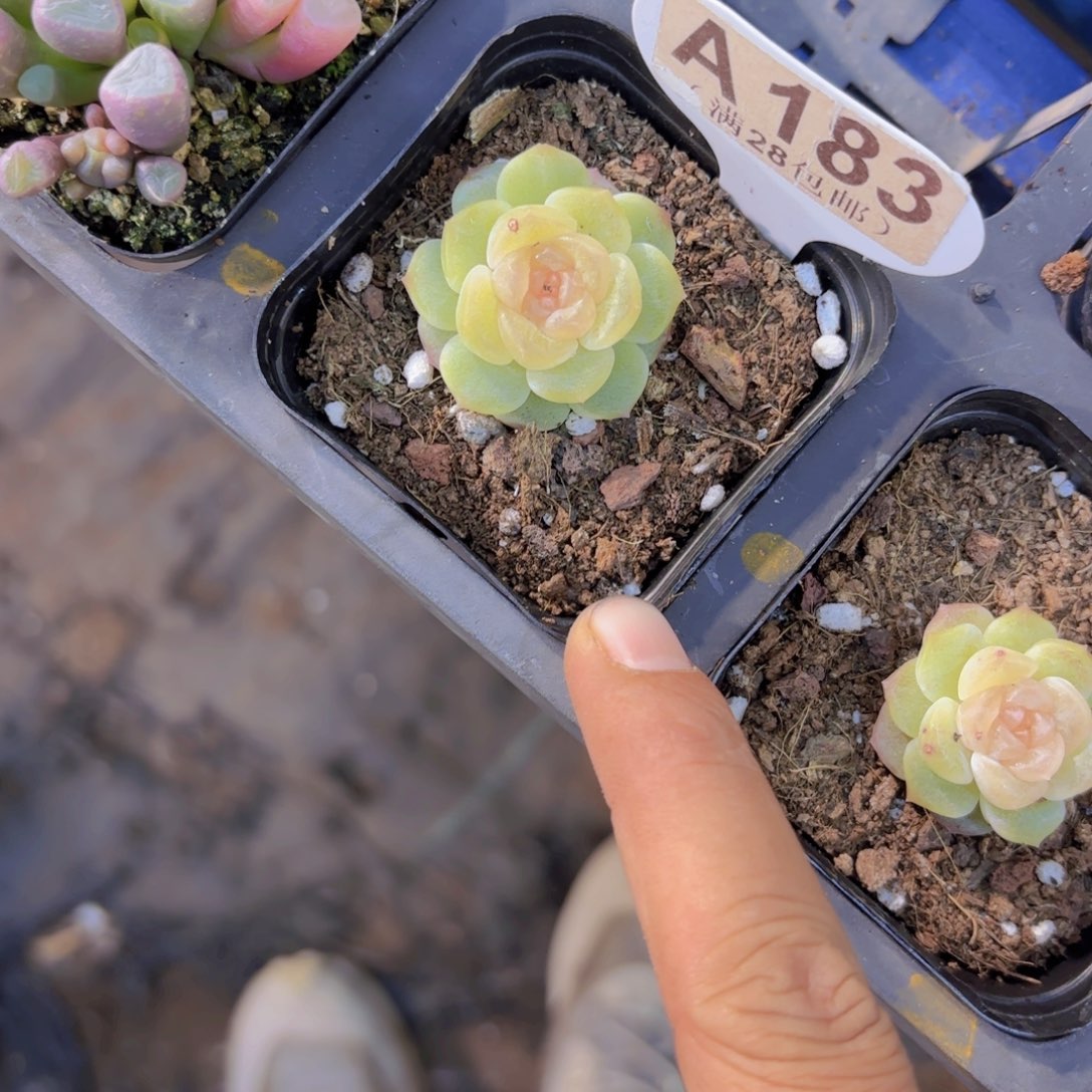 A183无尽灯一物一拍