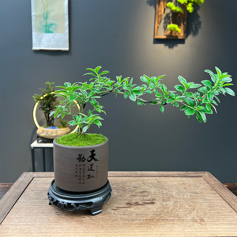 岭南名树飘枝金边六月雪室内茶桌书房桌面精致盆栽