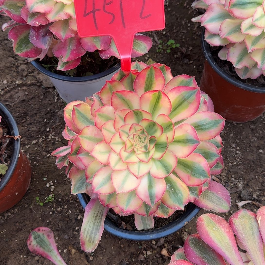 4512爱丽丝多肉法师