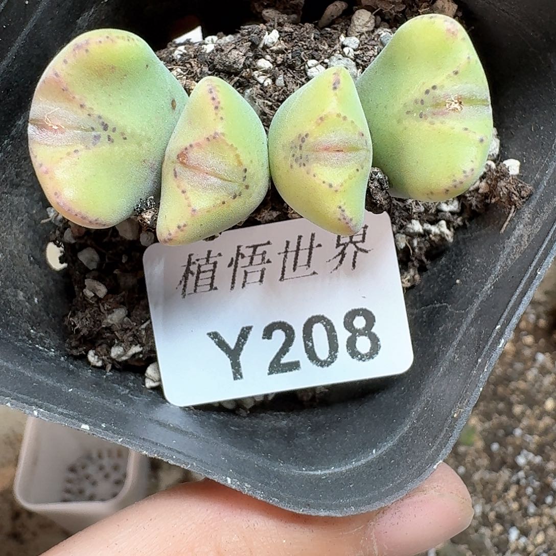 208号多肉植物哇d c