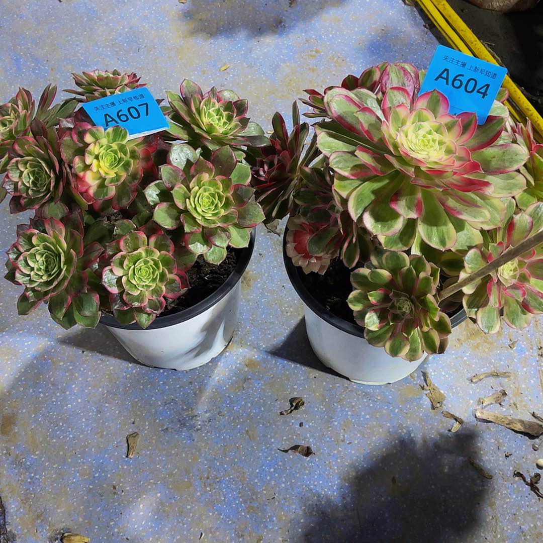 碟*花孔雀翎604万花筒607