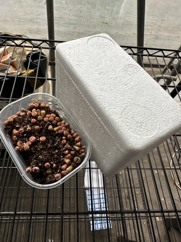 生石花用保温箱，零下地区拍