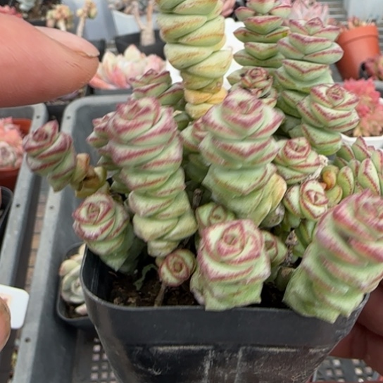 172钱串一物一拍多肉