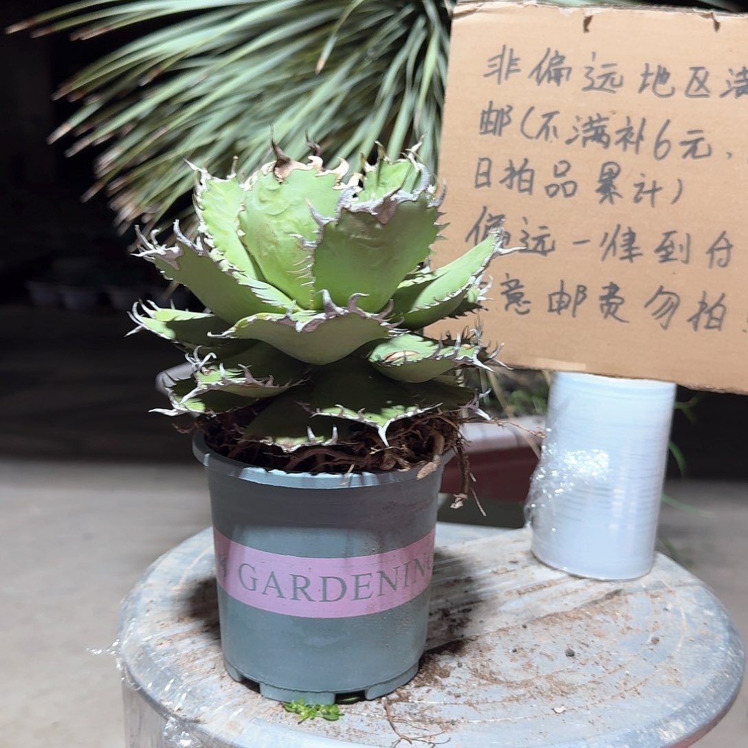 完全开放蕾丝仁王冠