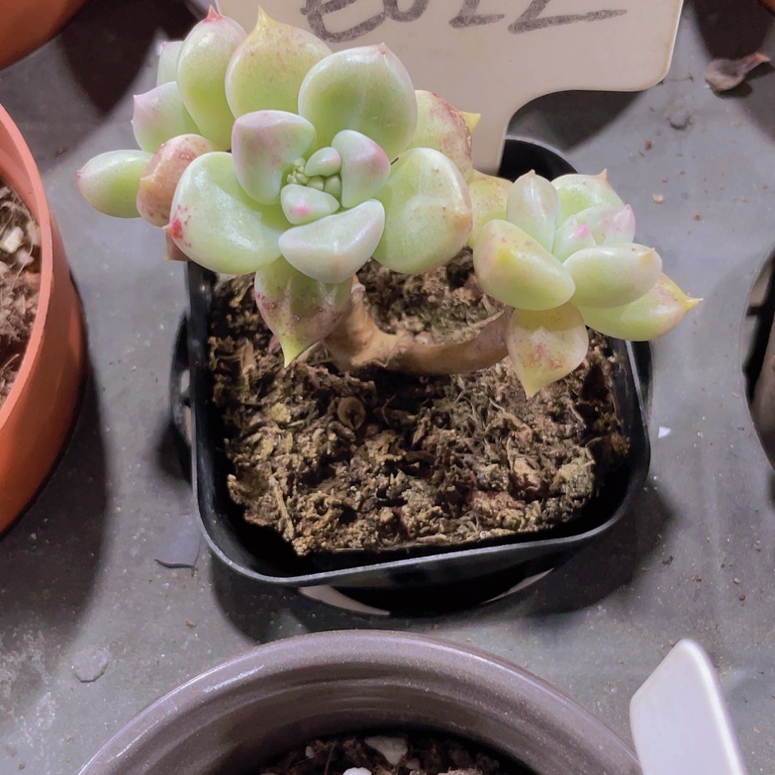 苏*奶e022一物一拍