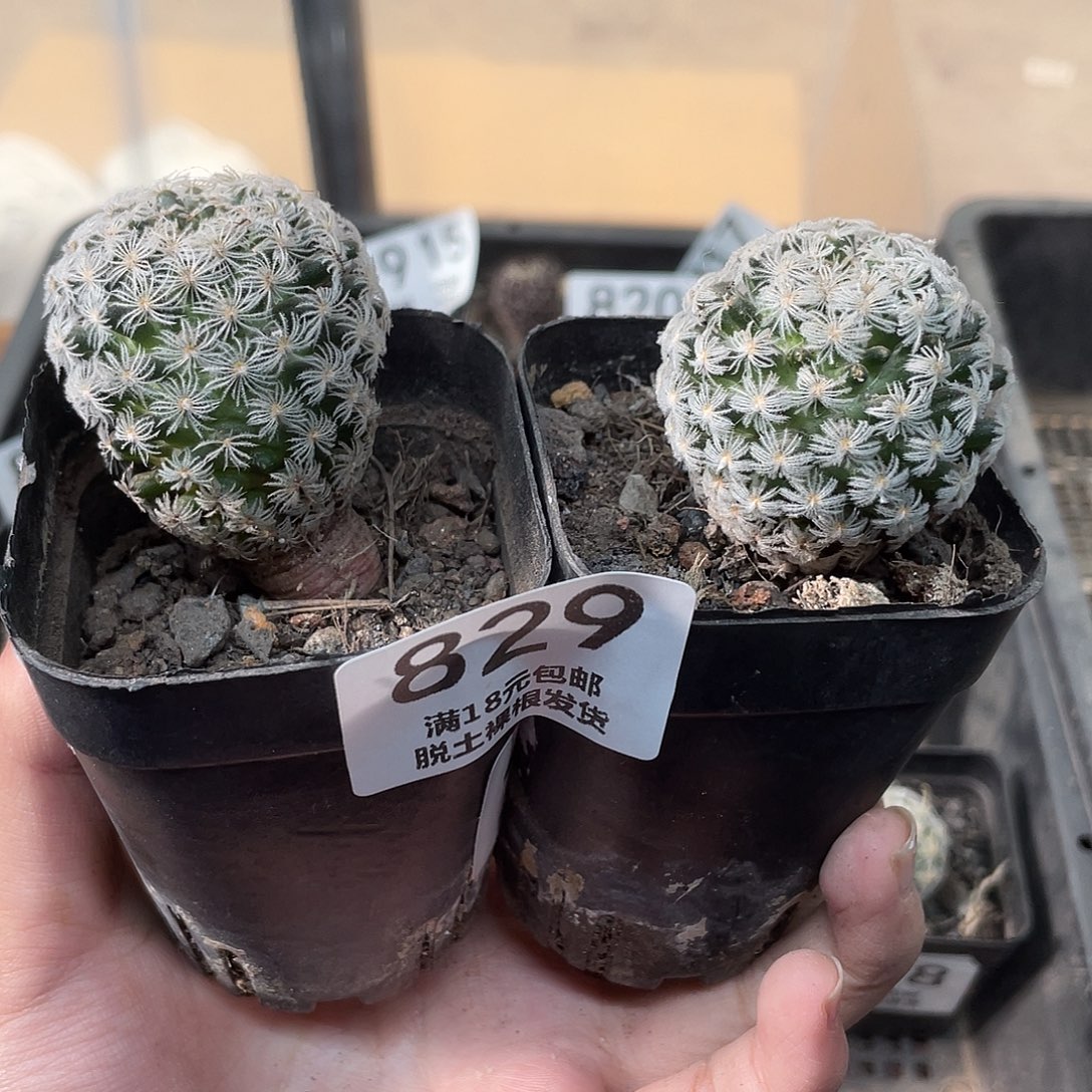 829掉了刺杜威（满18元包邮）