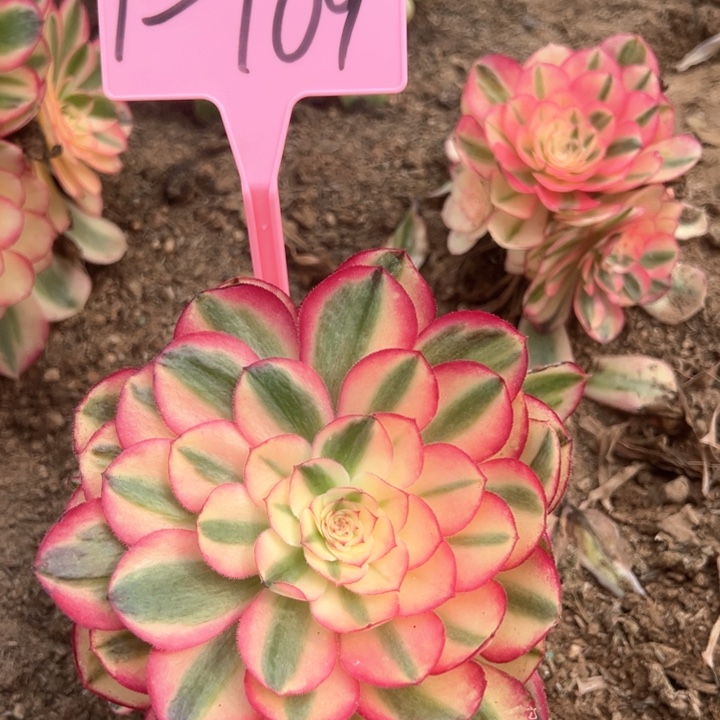 1-109荔枝多肉植物