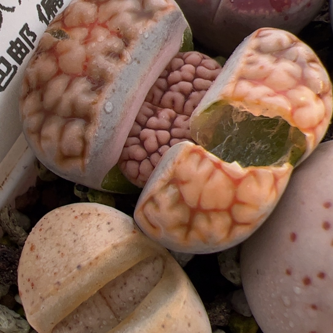 015号 红脑花多肉植物