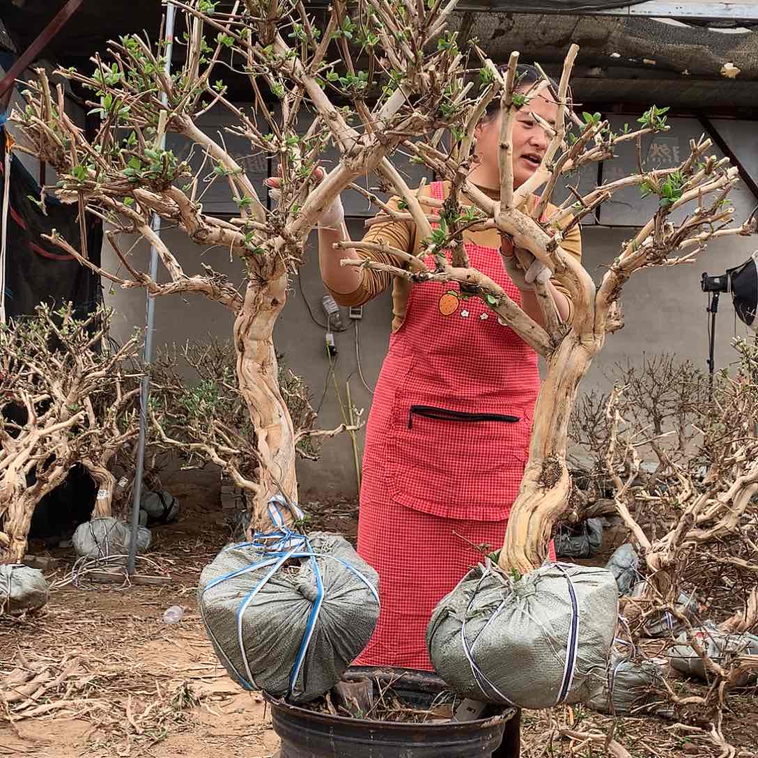 金银花4559988.88998